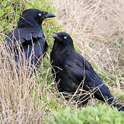 Corbeau de Tasmanie