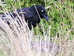 Corbeau de Tasmanie