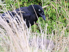 Corbeau de Tasmanie
