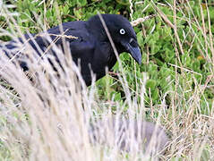 Forest Raven