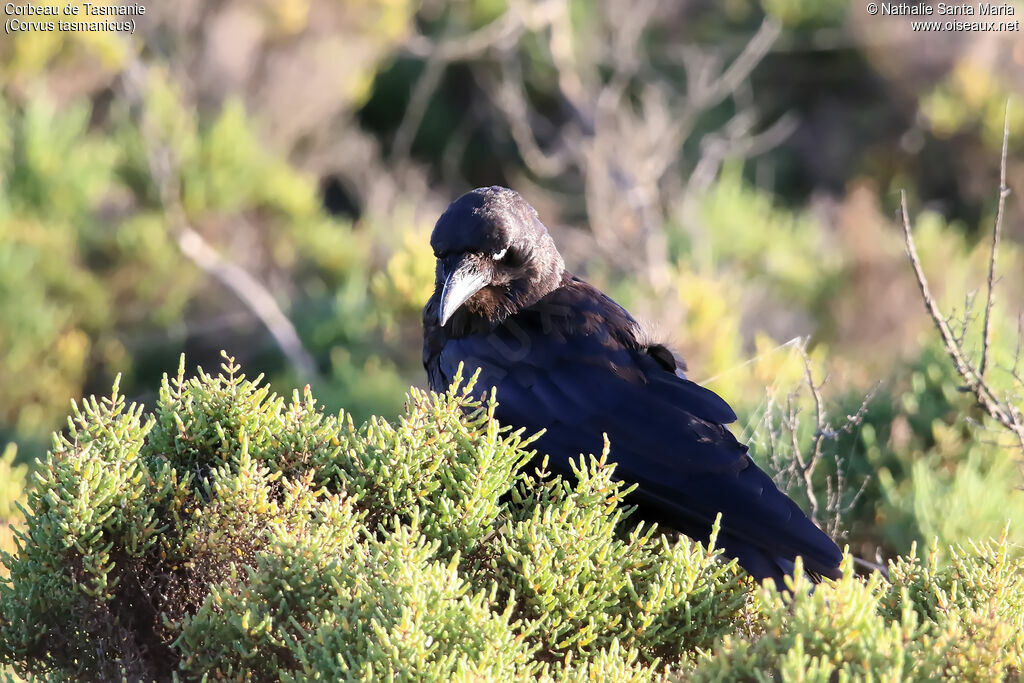 Corbeau de Tasmanieadulte, identification