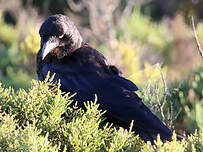 Corbeau de Tasmanie