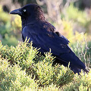 Corbeau de Tasmanie