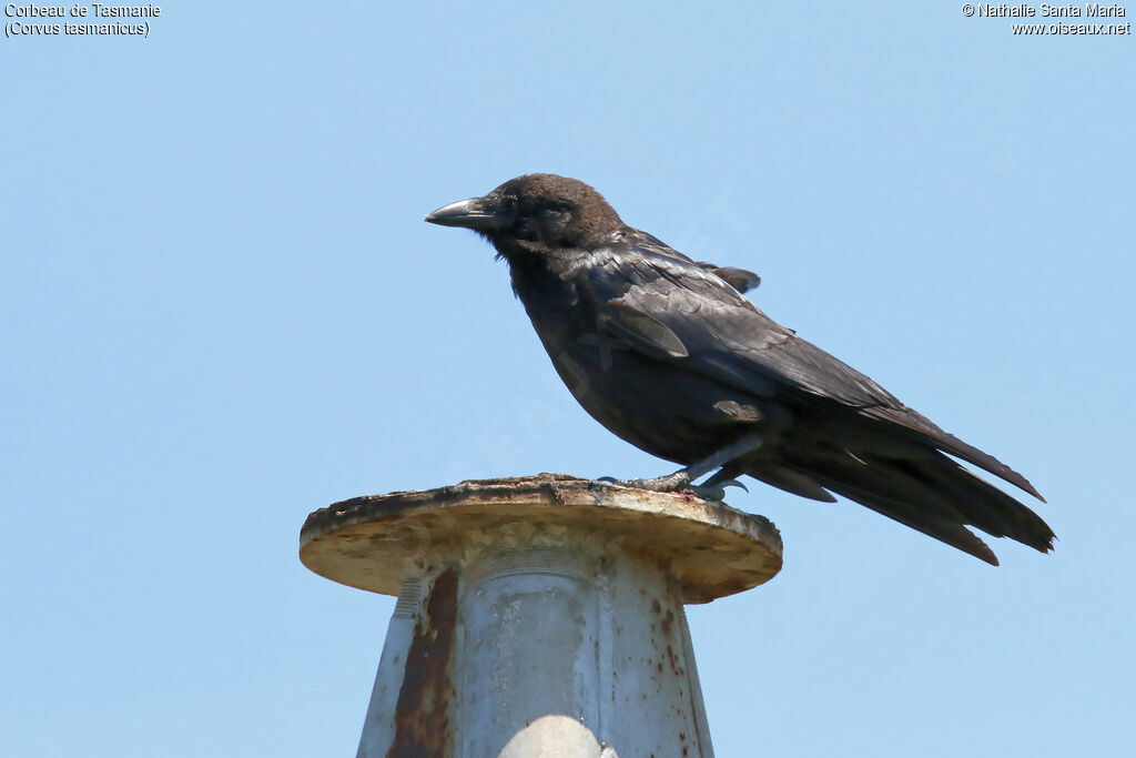 Forest Ravenadult, Behaviour