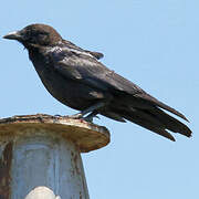 Corbeau de Tasmanie