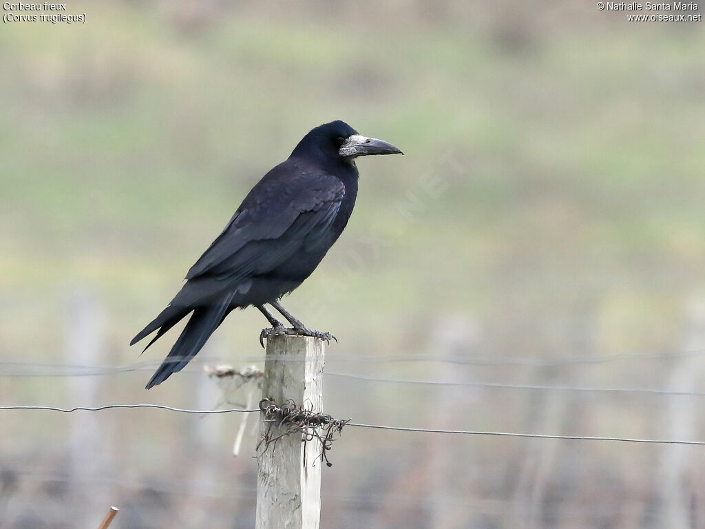 Corbeau freuxadulte, identification, Comportement