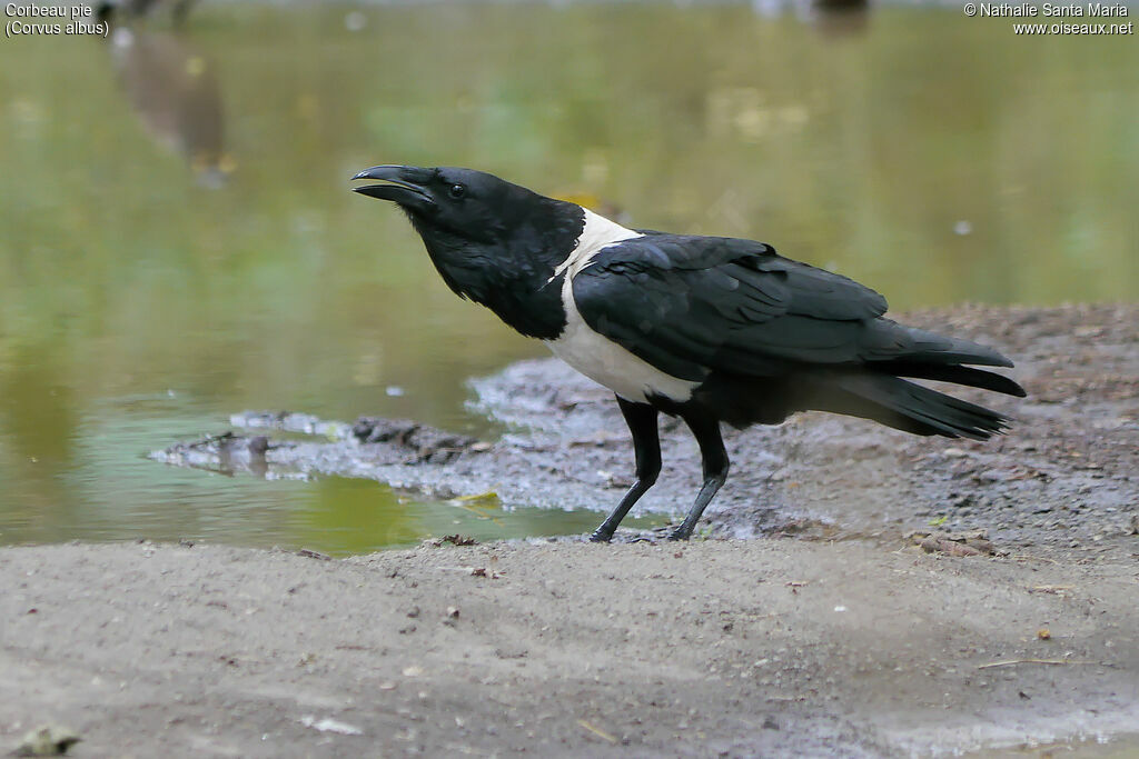 Corbeau pieadulte, identification, boit