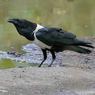 Corbeau pie