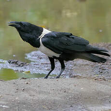 Corbeau pie