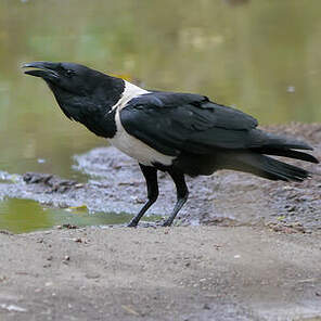 Corbeau pie