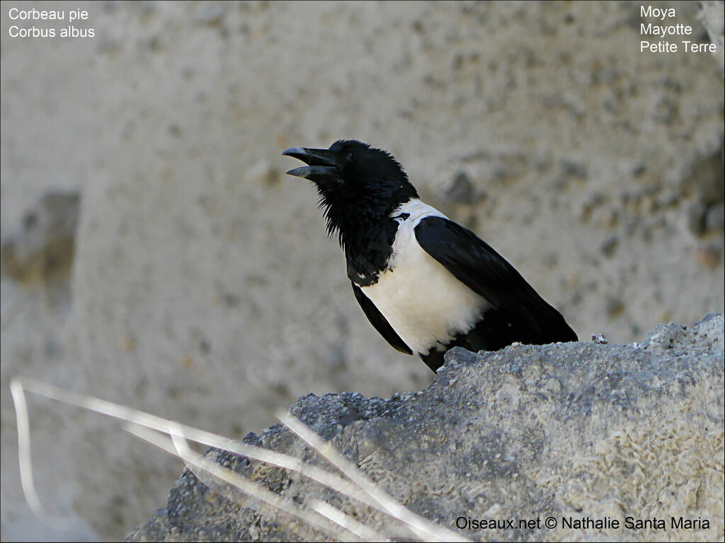 Corbeau pieadulte, identification, Nidification, Comportement