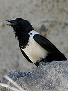 Pied Crow