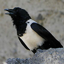 Corbeau pie