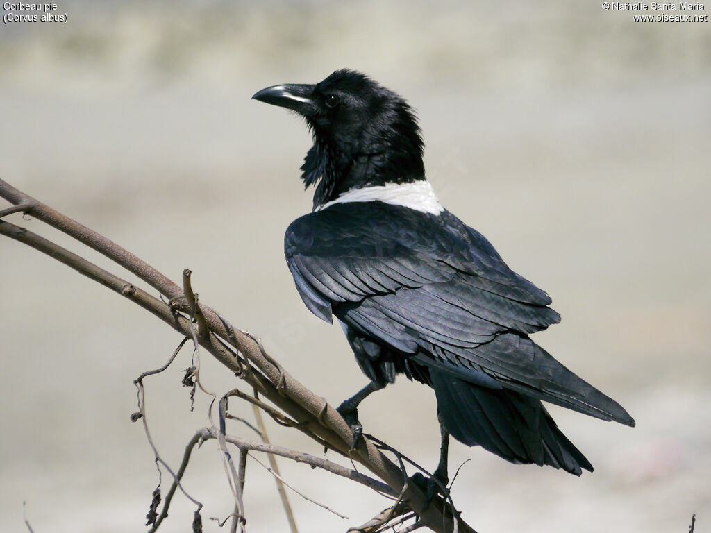 Pied Crowadult, identification, aspect, Behaviour