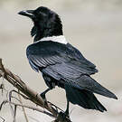 Corbeau pie