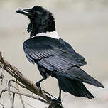 Corbeau pie
