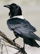 Pied Crow