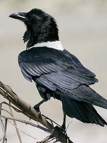 Pie, corbeau, corneille : à Tarascon une amoureuse des corvidés chasse la  mauvaise image de ces oiseaux de malheur