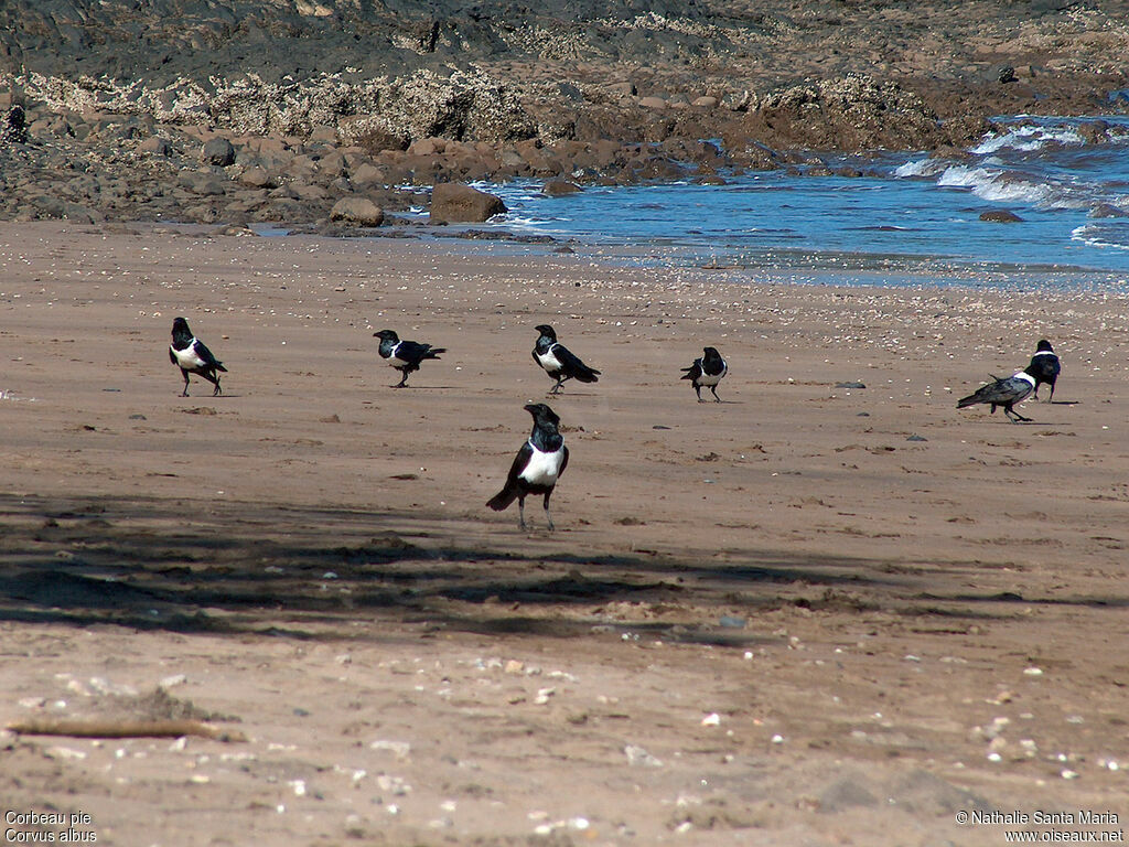 Pied Crowadult, habitat, Behaviour