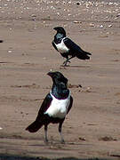 Pied Crow