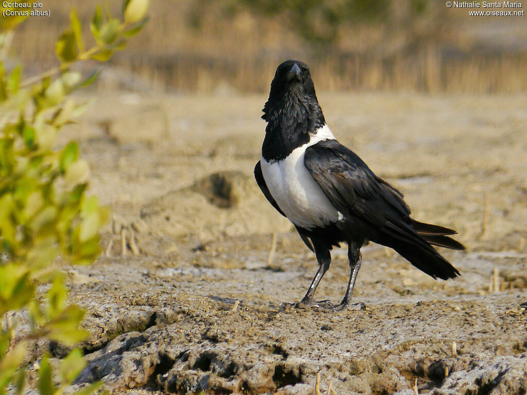 Corbeau pieadulte, identification, Comportement