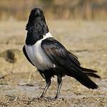 Corbeau pie
