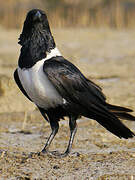 Pied Crow