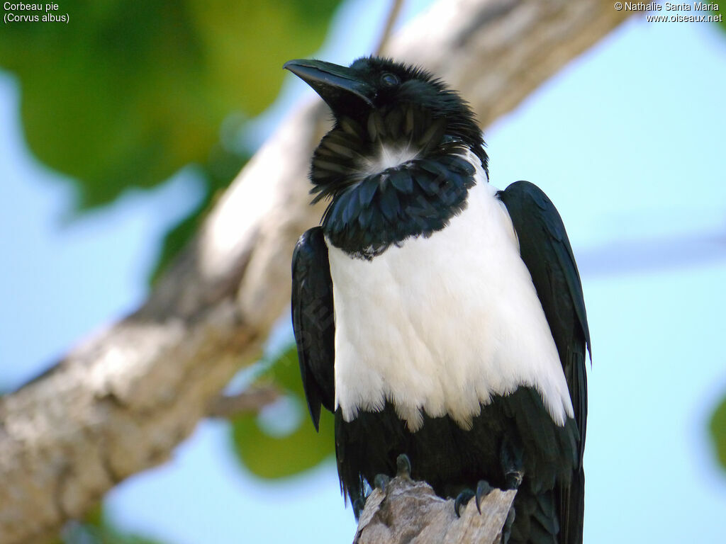 Pied Crowadult, close-up portrait, Behaviour