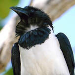 Corbeau pie