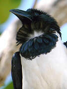 Pied Crow