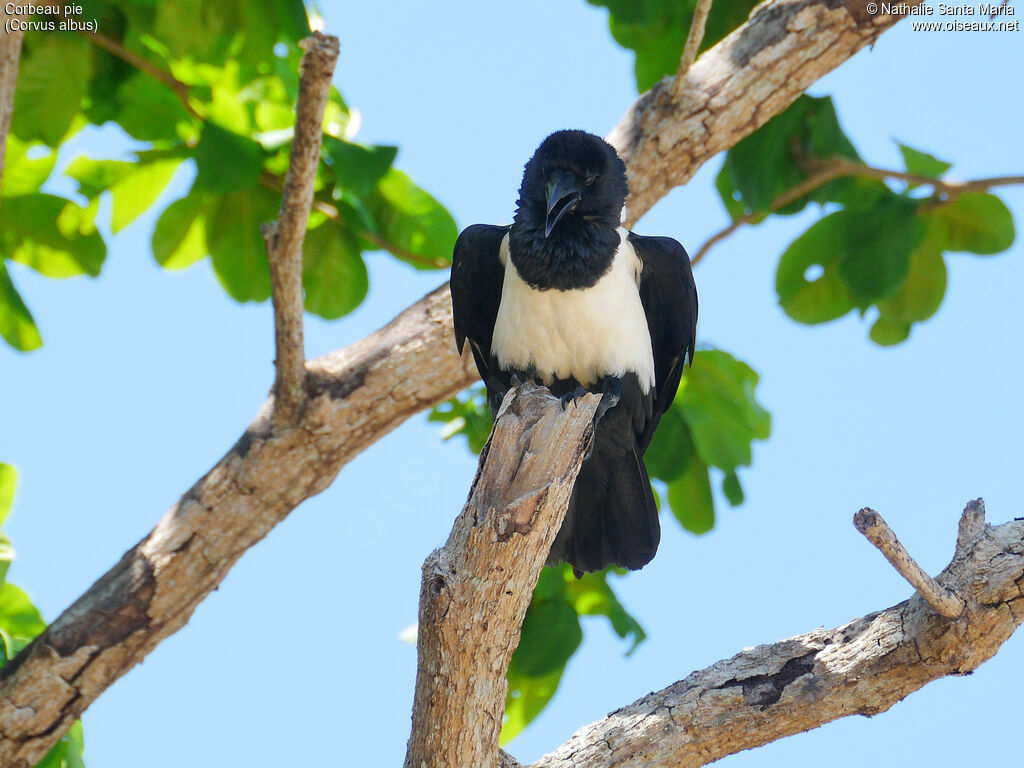 Pied Crowadult, identification, song