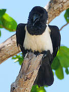 Pied Crow