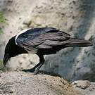 Corbeau pie