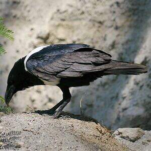 Corbeau pie