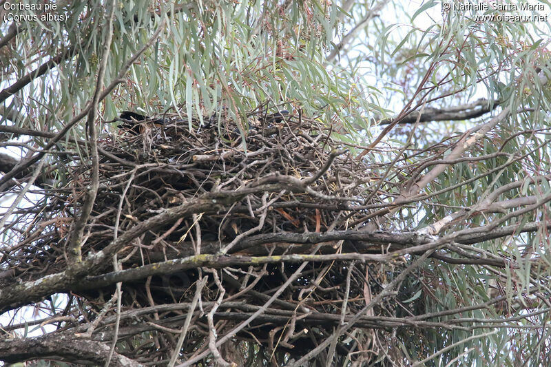 Pied Crow, habitat, Reproduction-nesting