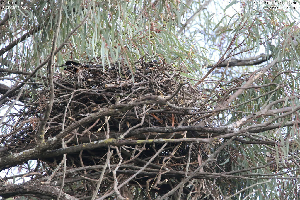 Pied Crow, habitat, Reproduction-nesting