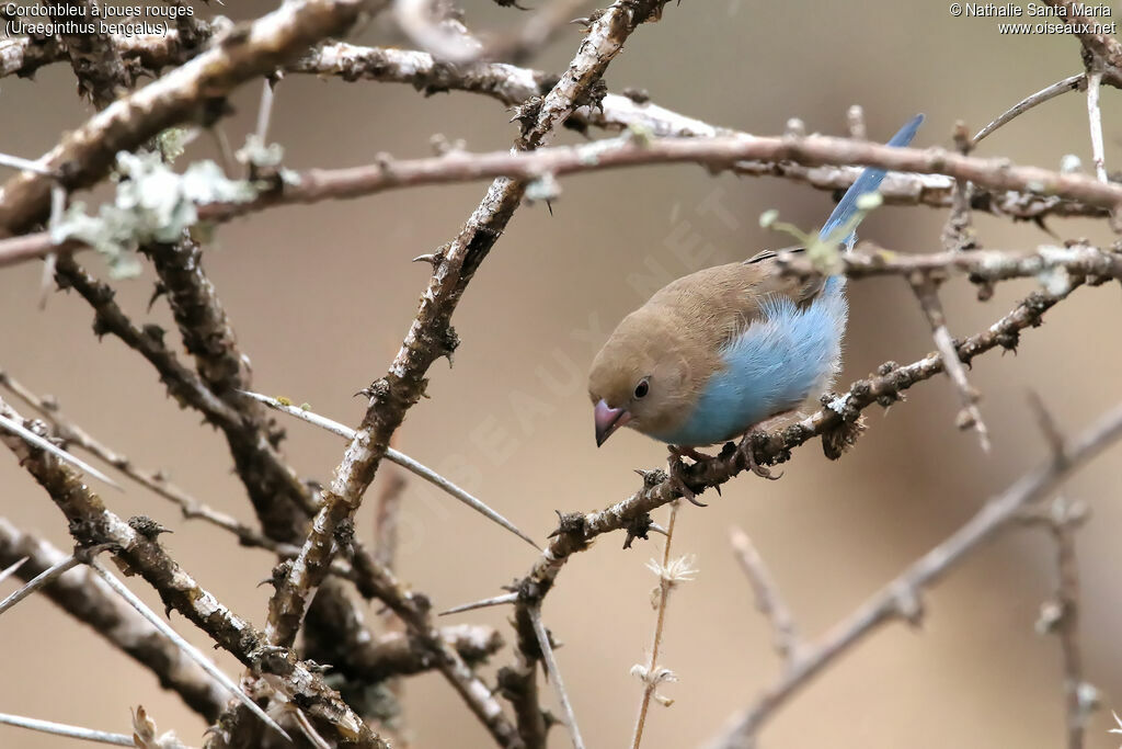 Cordonbleu à joues rouges femelle adulte, identification, habitat