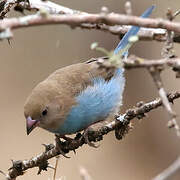 Red-cheeked Cordon-bleu