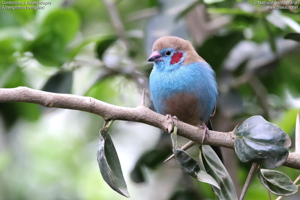 Red-cheeked Cordon-bleu male adult, identification, habitat