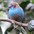 Cordonbleu à joues rouges