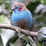 Red-cheeked Cordon-bleu