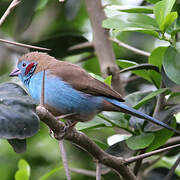 Red-cheeked Cordon-bleu