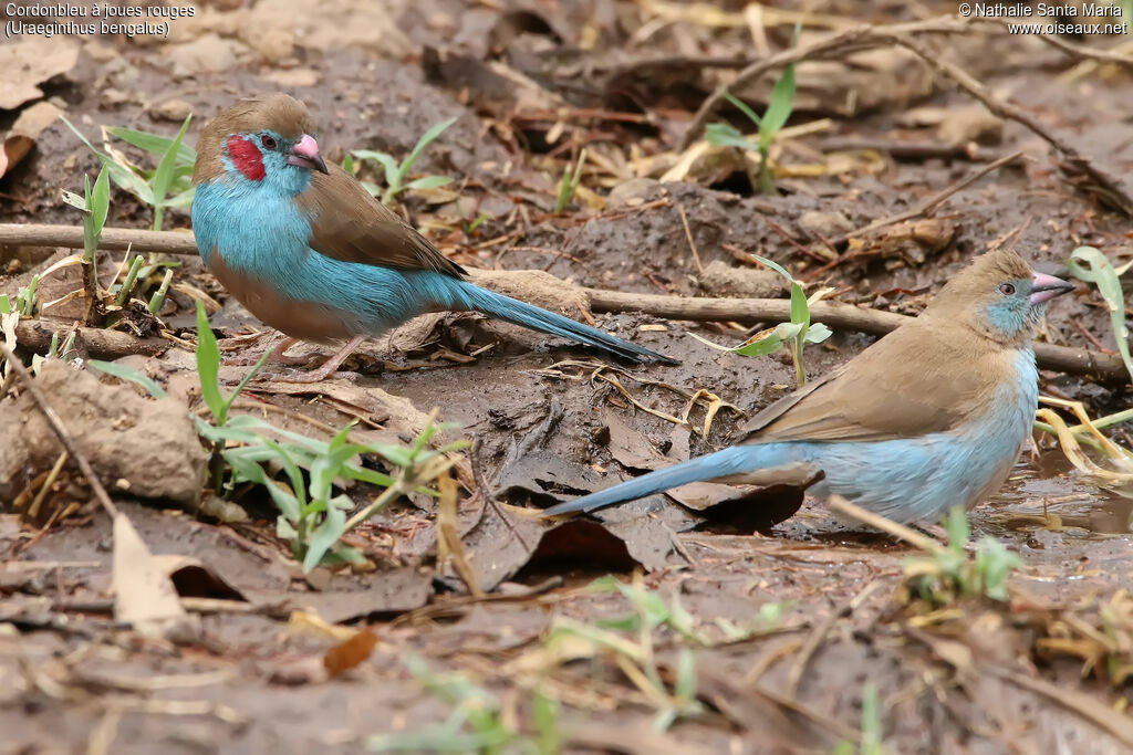 Cordonbleu à joues rouges mâle adulte, habitat