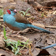 Red-cheeked Cordon-bleu