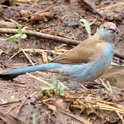 Red-cheeked Cordon-bleu