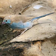 Red-cheeked Cordon-bleu