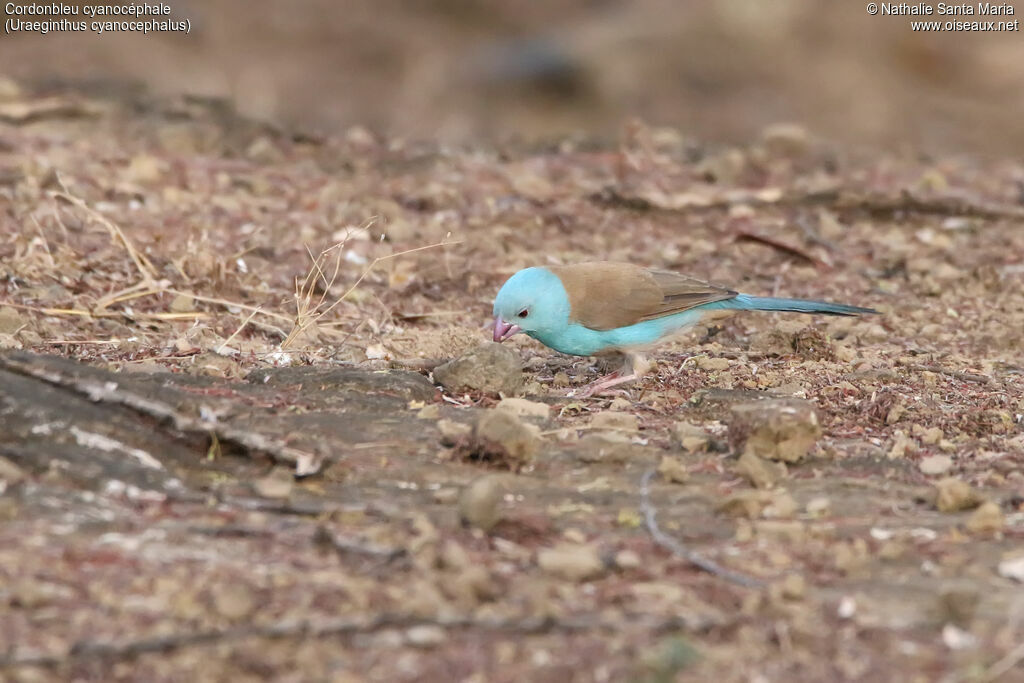 Cordonbleu cyanocéphaleadulte, identification, habitat, mange