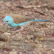 Blue-capped Cordon-bleu