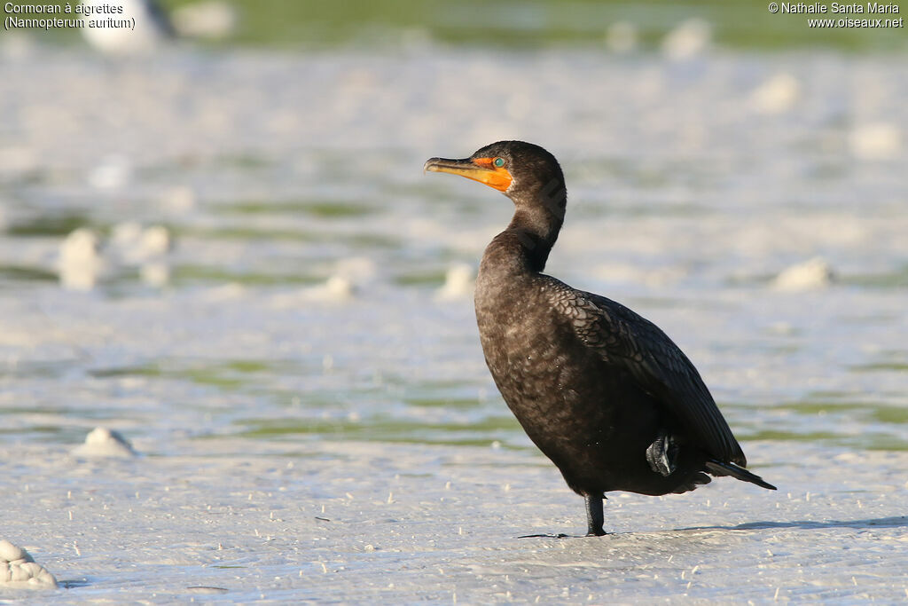 Double-crested Cormorantadult post breeding, identification