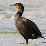 Cormoran à aigrettes